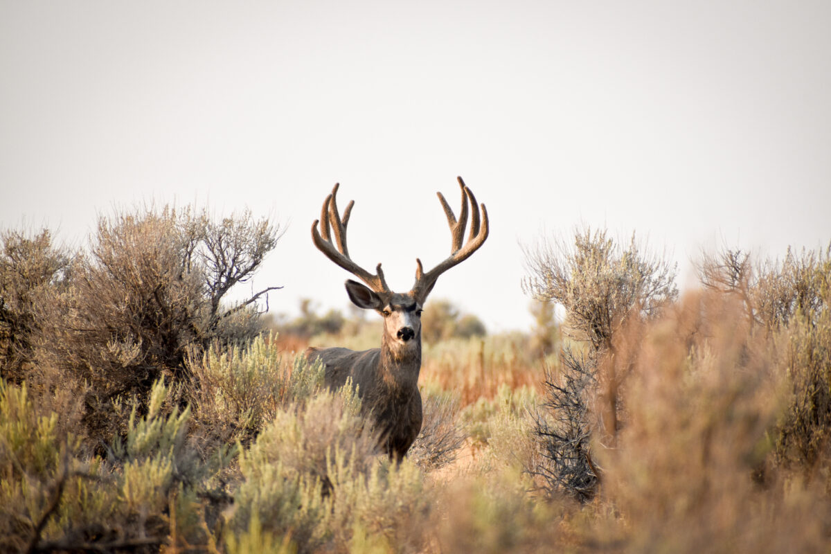 Large mule deer in velvet. Antelope Island State Park