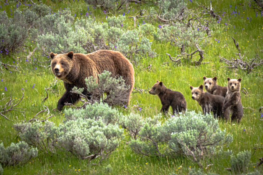 Mother grizzly 399 and her four cubs