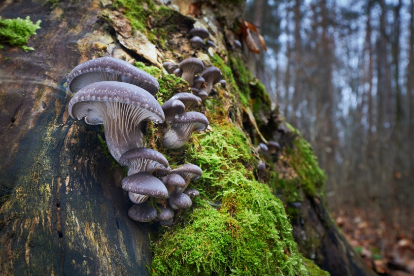 Edible mushrooms with excellent taste, Oyster mushrooms group of fungi growing on the dead trunk of a tree.