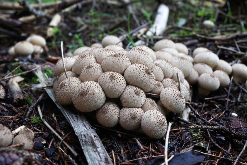 A closeup shot of Lycoperdon perlatum mushrooms in the autumn forest