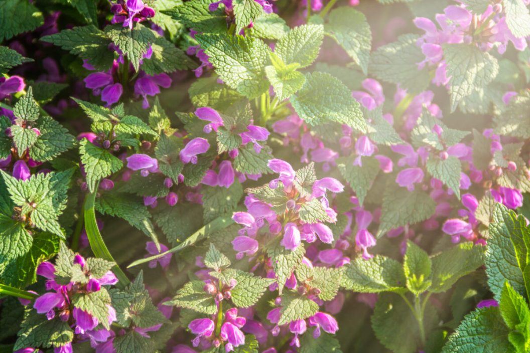 Flowers and leaves of Purple dead nettle, Lamium maculatum, a Medicinal plants in the garden.