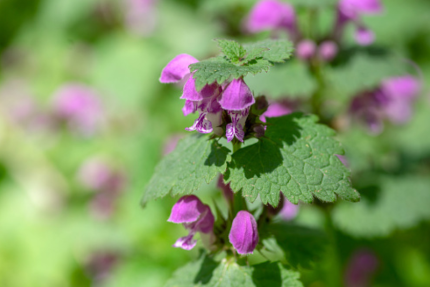 Lamium purpureum wild pink flowering purple dead-nettle flowers in bloom, group of flowering plants, green leaves