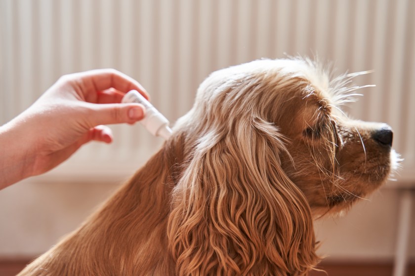 Dog owner applying tick prevention medicine to dog