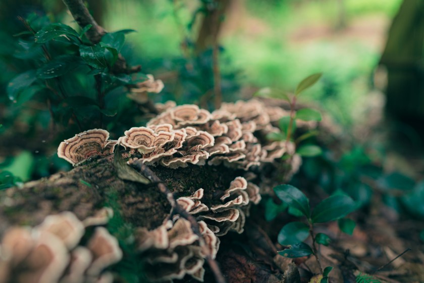 A closeup shot of turkey tail mushrooms, a type of polypore mushroom, growing on a fallen tree