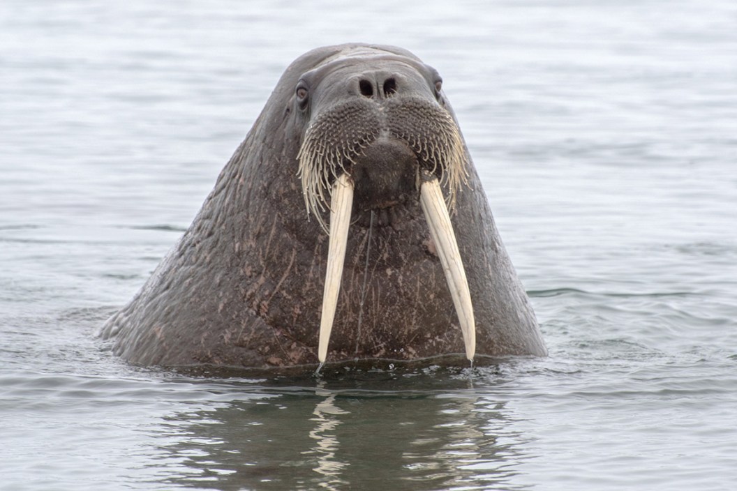 walrus flips boat