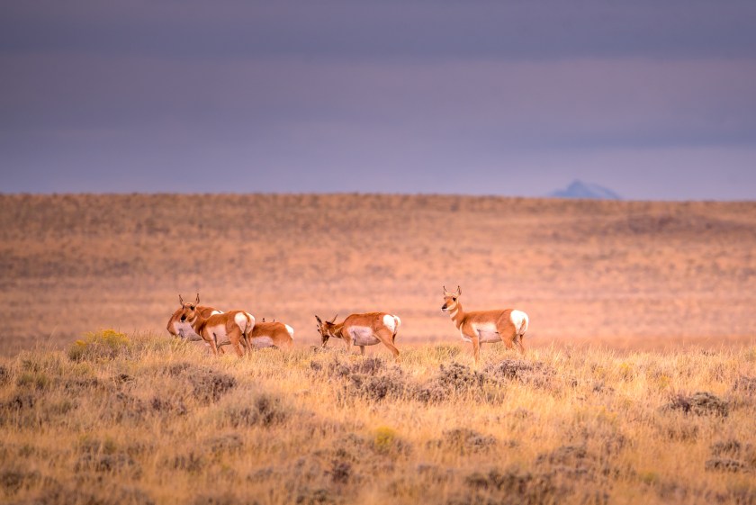 Whitetail deers in Wyoming