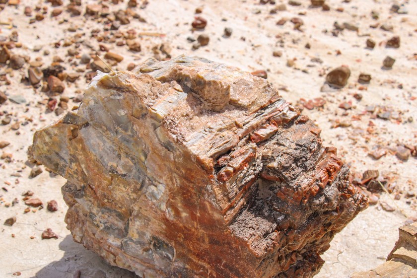 Another close-up of petrified wood