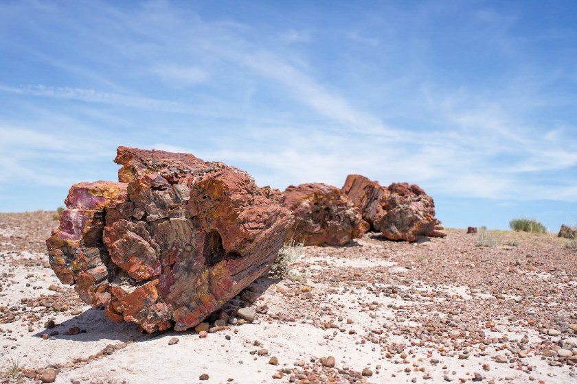 Close up of petrified wood at the petrified forest national park