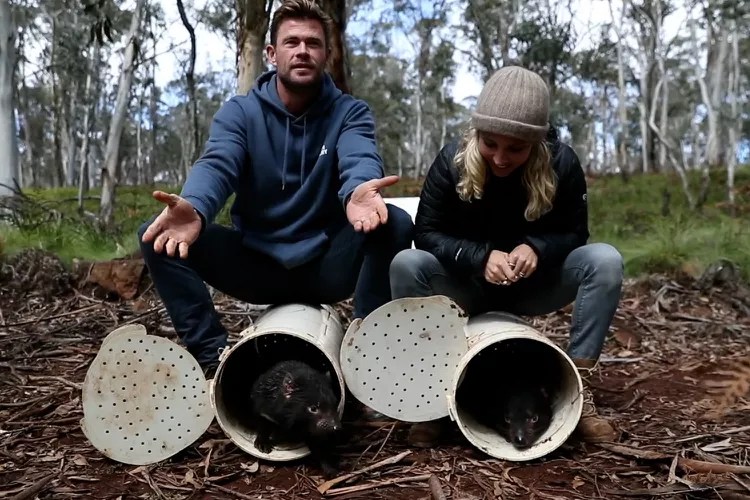 Chris Hemsworth releasing endangered tasmanian devils back into the wild in Australia