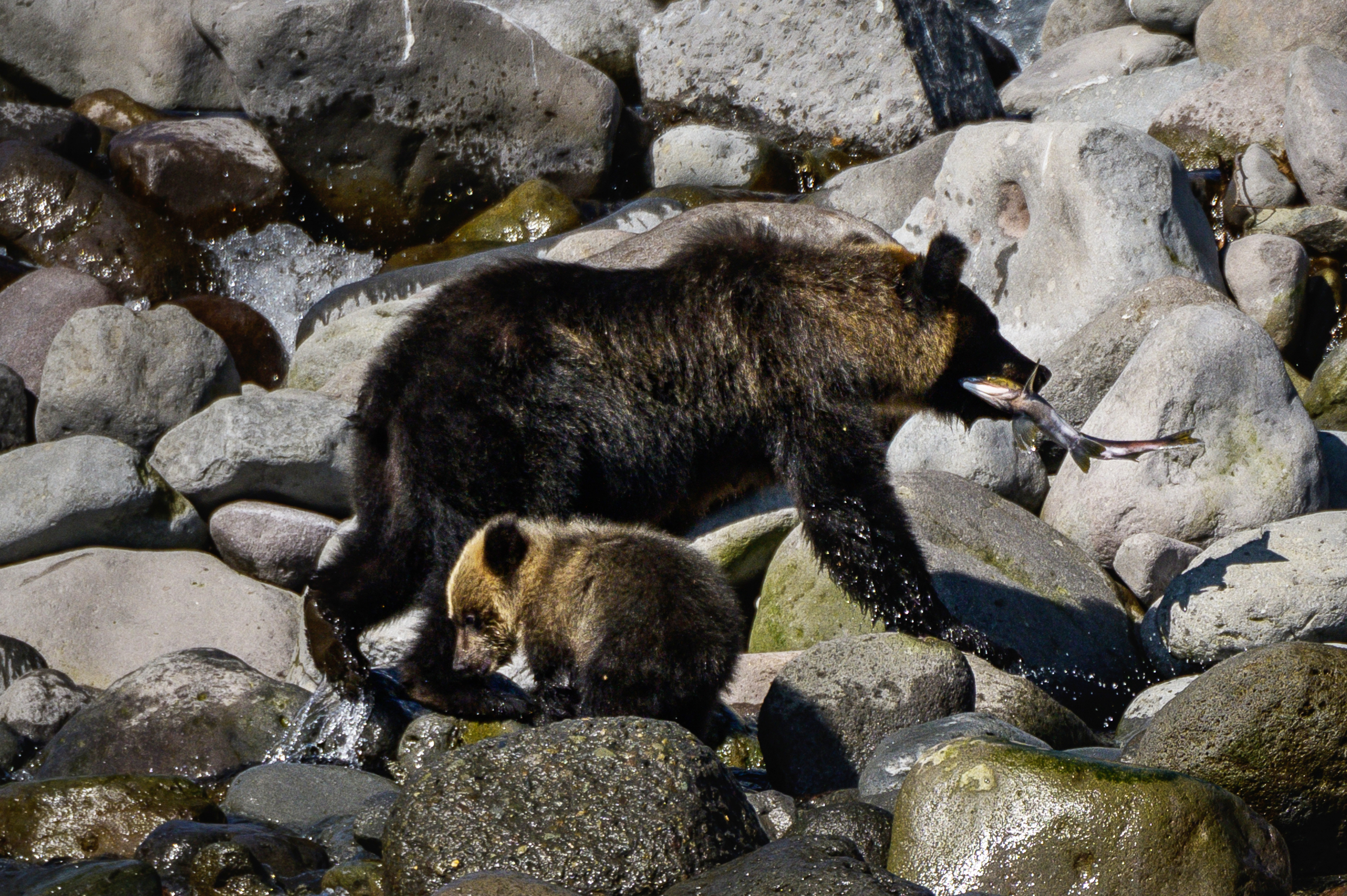 HOKKAIDO, JAPAN - SEPTEMBER 28: An Ussuri brown bear and a cub eat salmon after catching it from the beach of Sea of Okhotsk near the town of Rausu on Saturday, September 28, 2019, in Hokkaido, Japan. (Photo by Salwan Georges/The Washington Post via Getty Images)