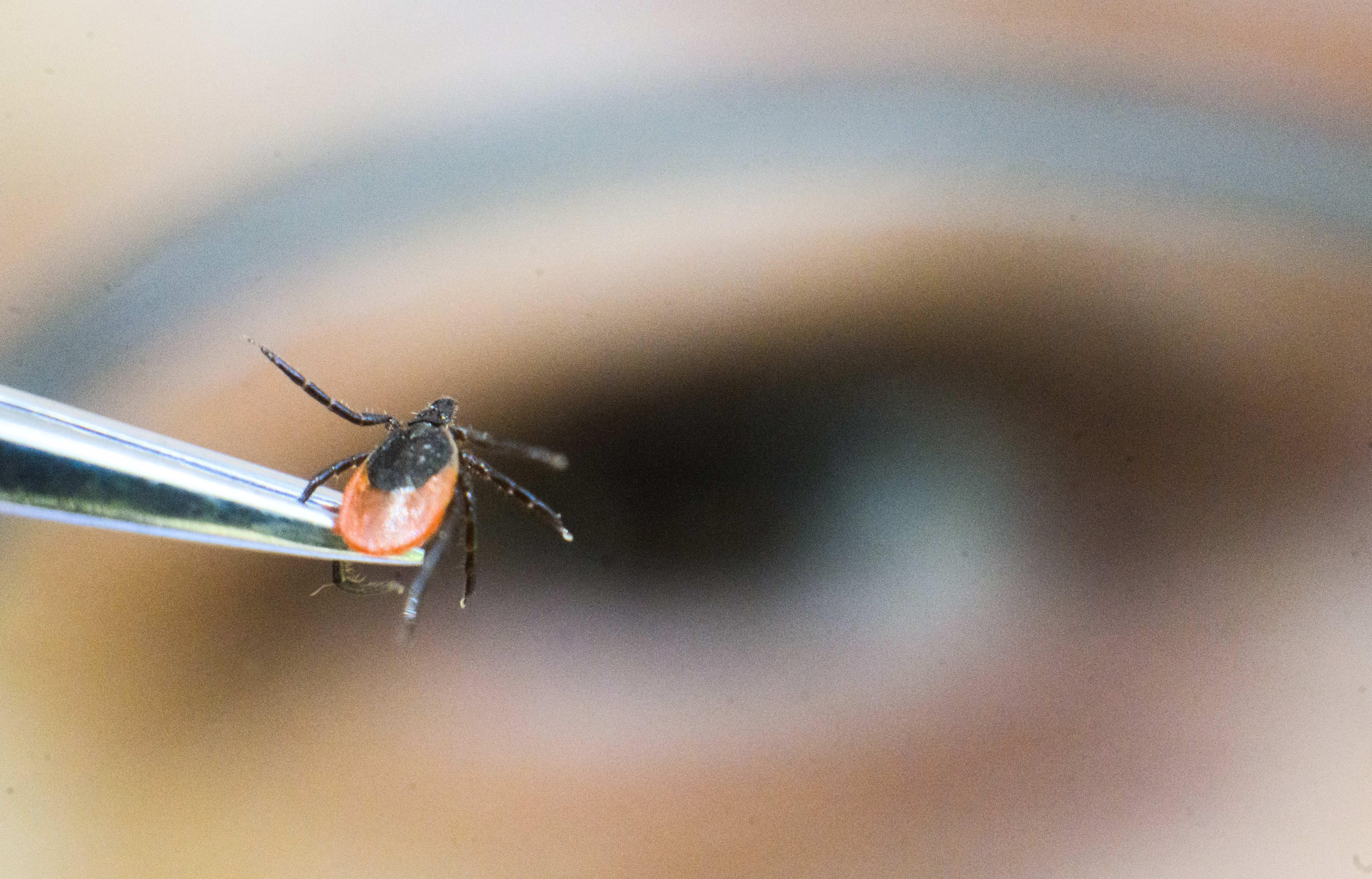 Person holding tick with tweezers and staring deeply