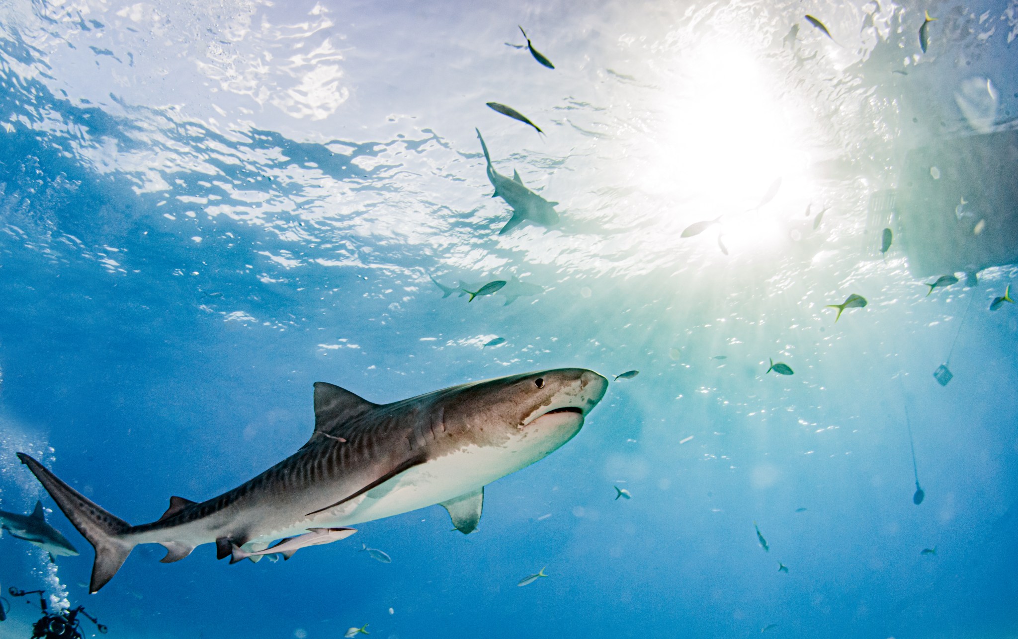 Great White Shark Gives Kayak Angler a Real Scare