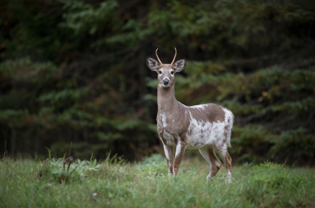 Piebald white-tailed deer, eastern Canada.