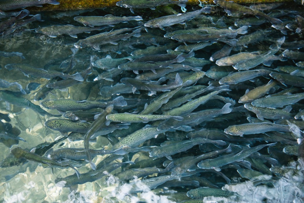 Flock of brown trouts swimming in the fish pond