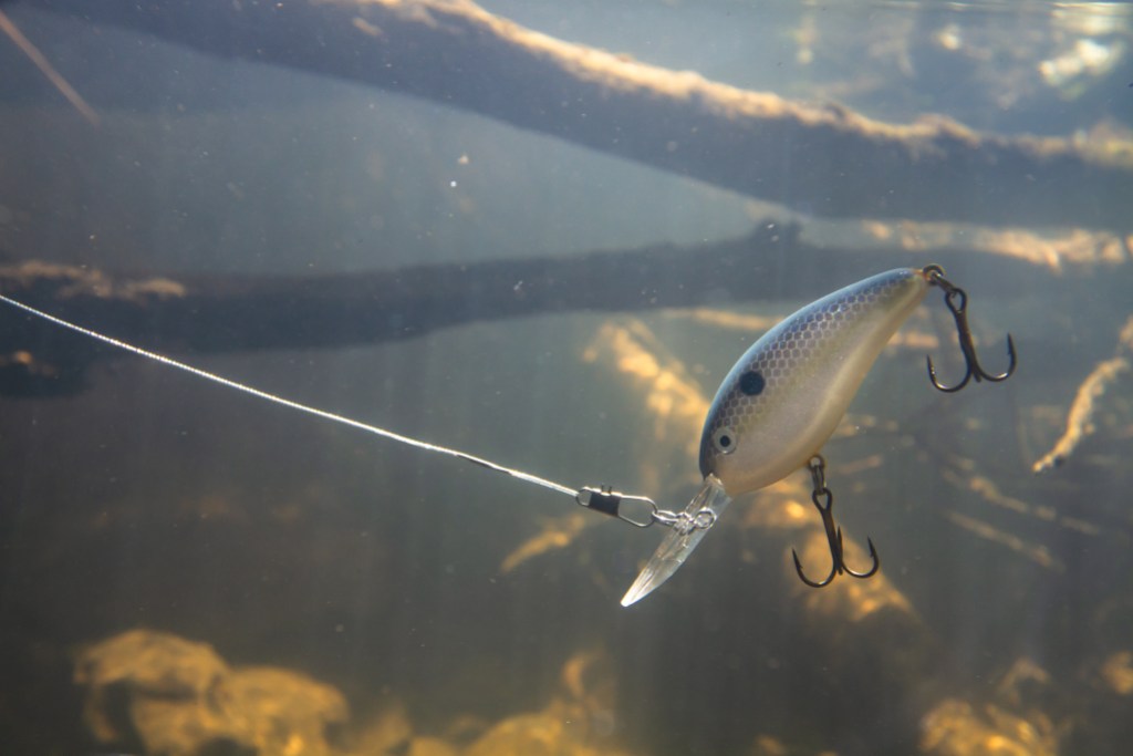 A fat wobbler moves under the water between many snags during fishing. It teases the predators. Sunlight penetrates through the water column and illuminates the bottom with bright spots.