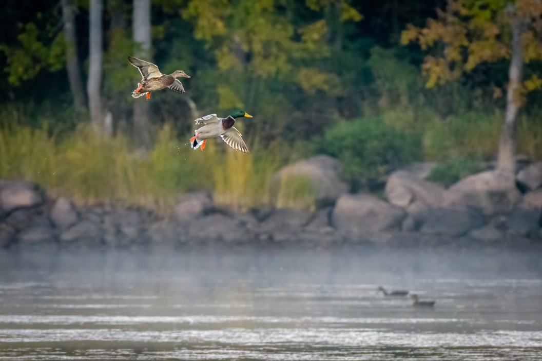 A Pair of Mallard Ducks Come in for a Landing on a Misty Lake in Early Morning