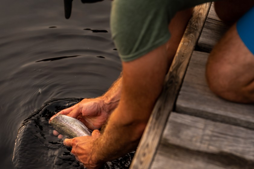 A man cleaning his trout in a lake during a sunset of summer in Quebec.