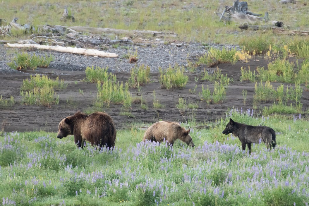 Grizzly bear and cub approach Lamar River in the Yellowstone Ecosystem in western USA as cub and wolf face off. Nearest cities are Denver, Colorado, Salt Lake City, Jackson, Wyoming, Gardiner, Cooke City, Bozeman, and Billings, Montana, North America.