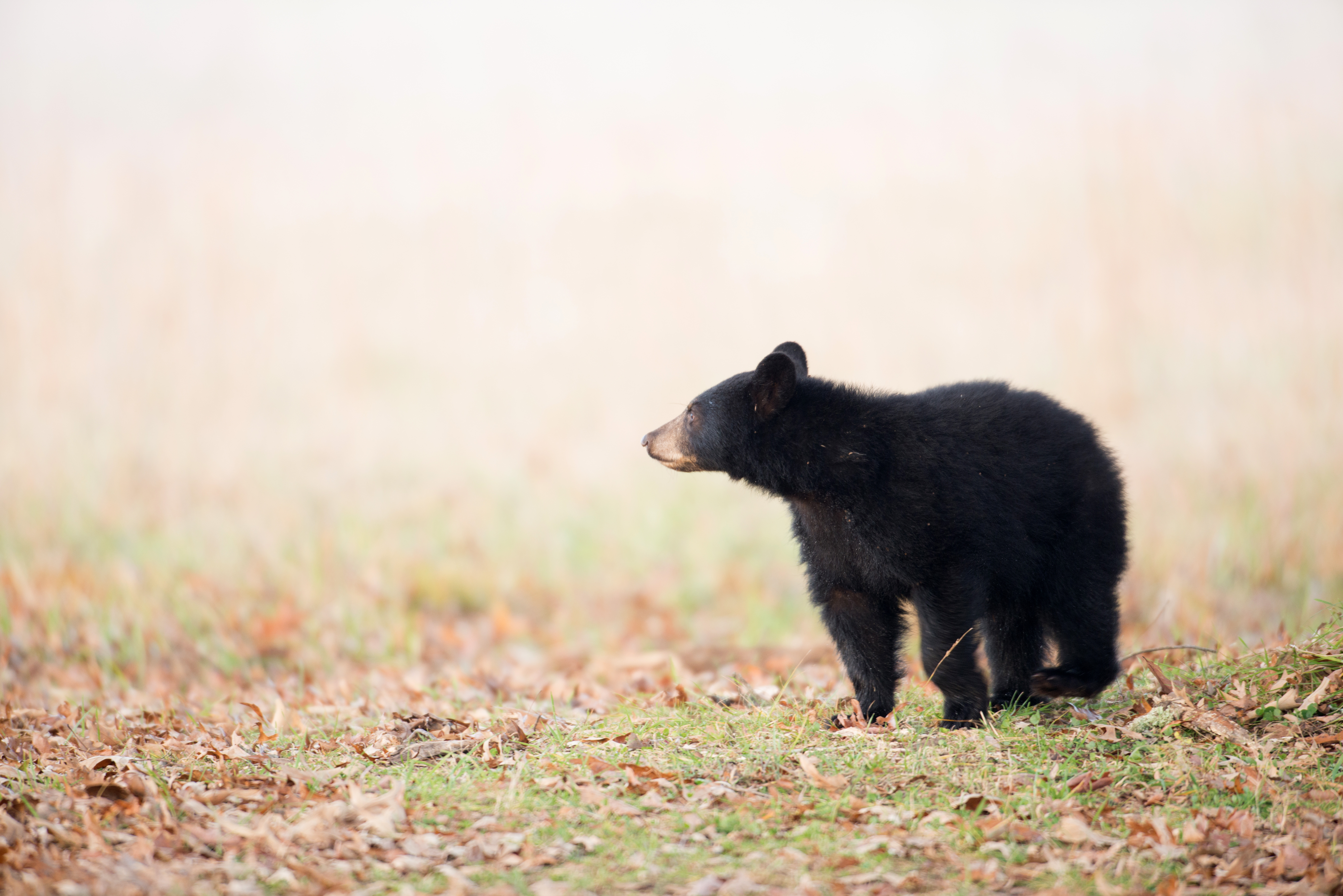 Black bear cub in Smoky Mountain National Park