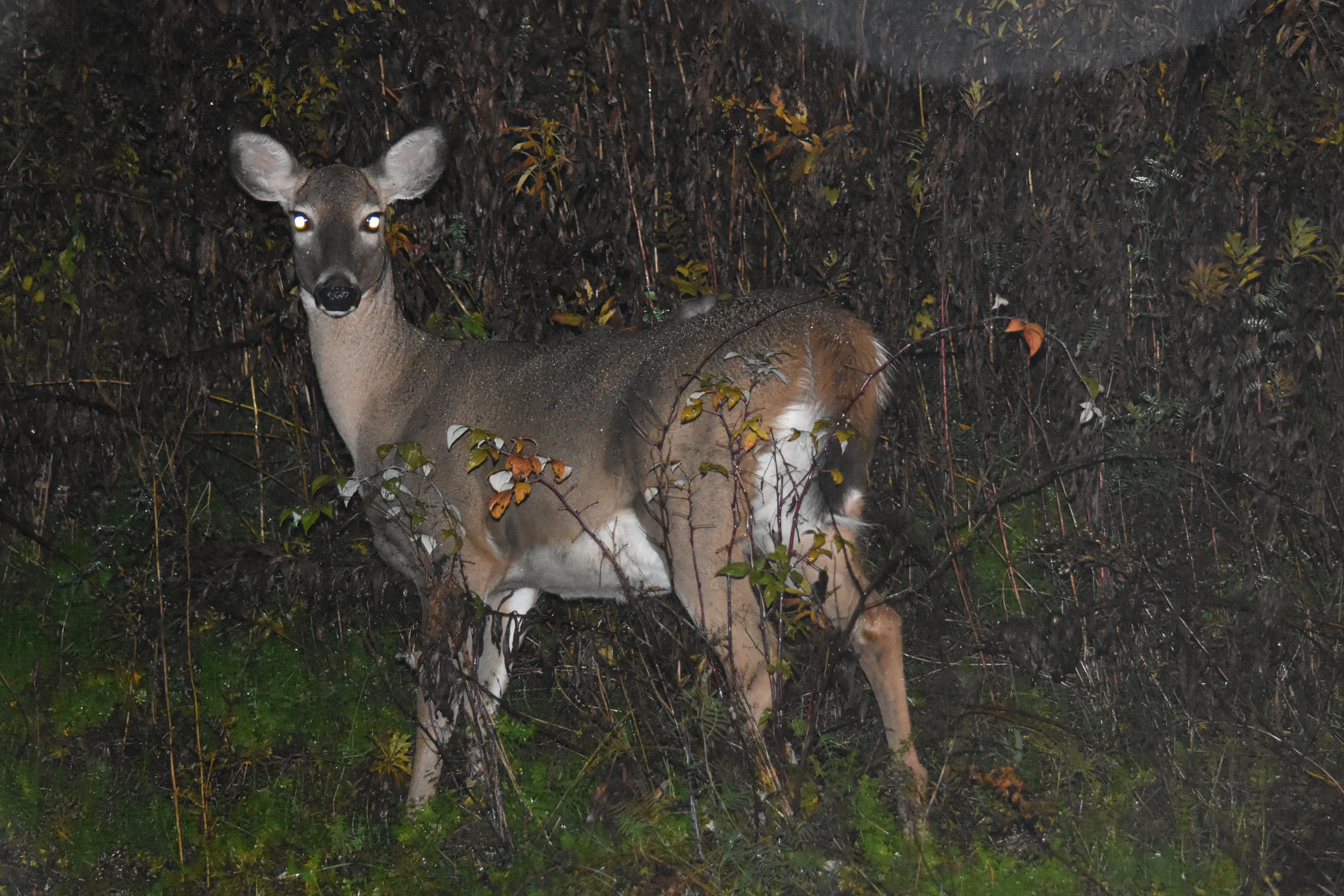 6 Poachers Slaughtered 100+ Deer "Just for Fun," Now Face 486 Charges