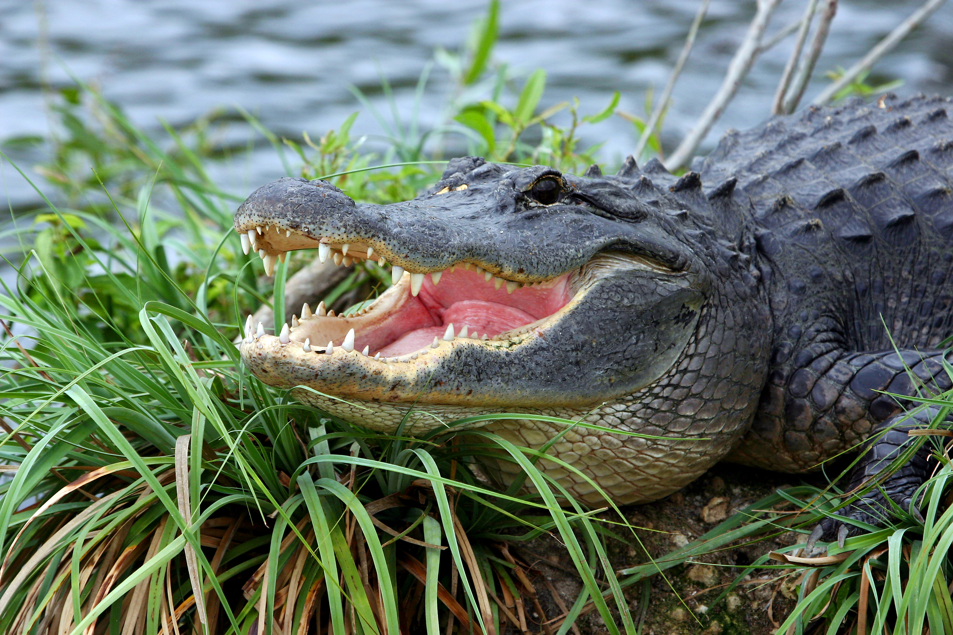 alligator sits in the grass