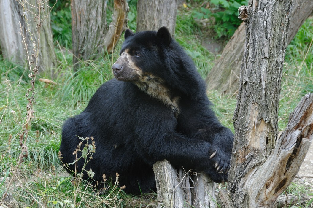 a bear rests its arms on a branch