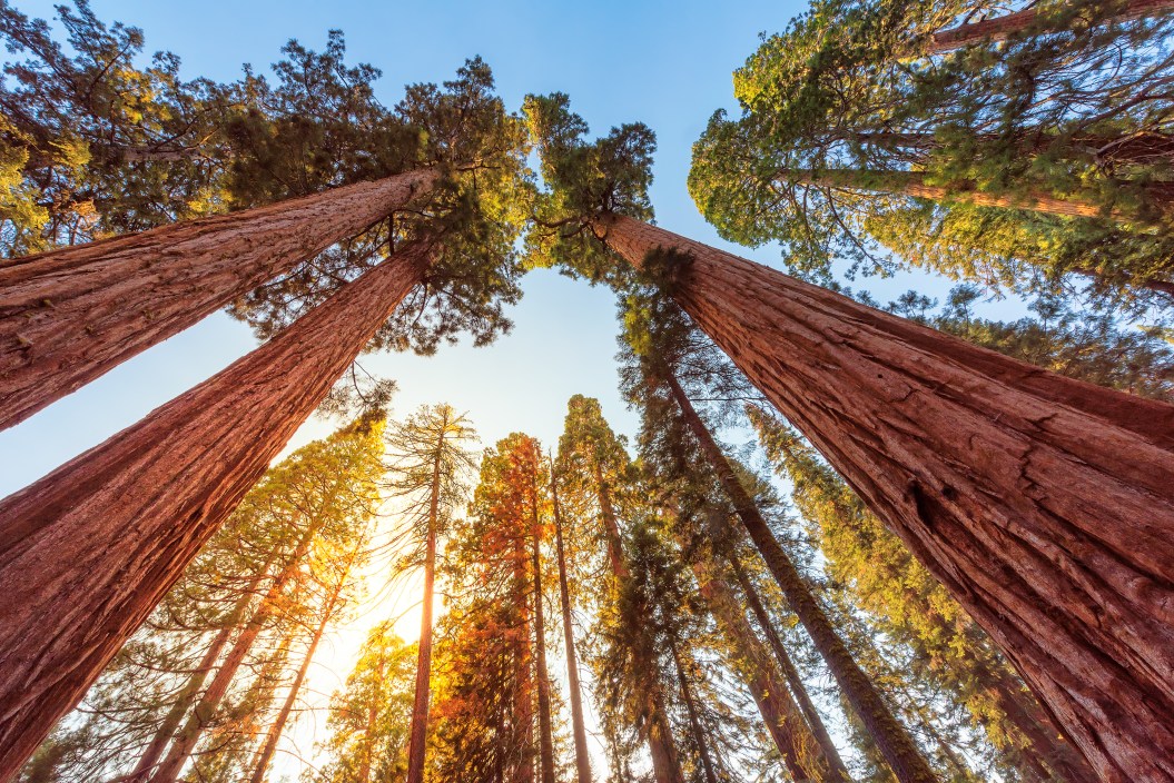 Sunset view of famous giant sequoia trees, also known as giant redwoods or Sierra redwoods, on a beautiful sunny day with green meadows in summer, Sequoia National Park, Sierra Nevada Mountains, California, USA
