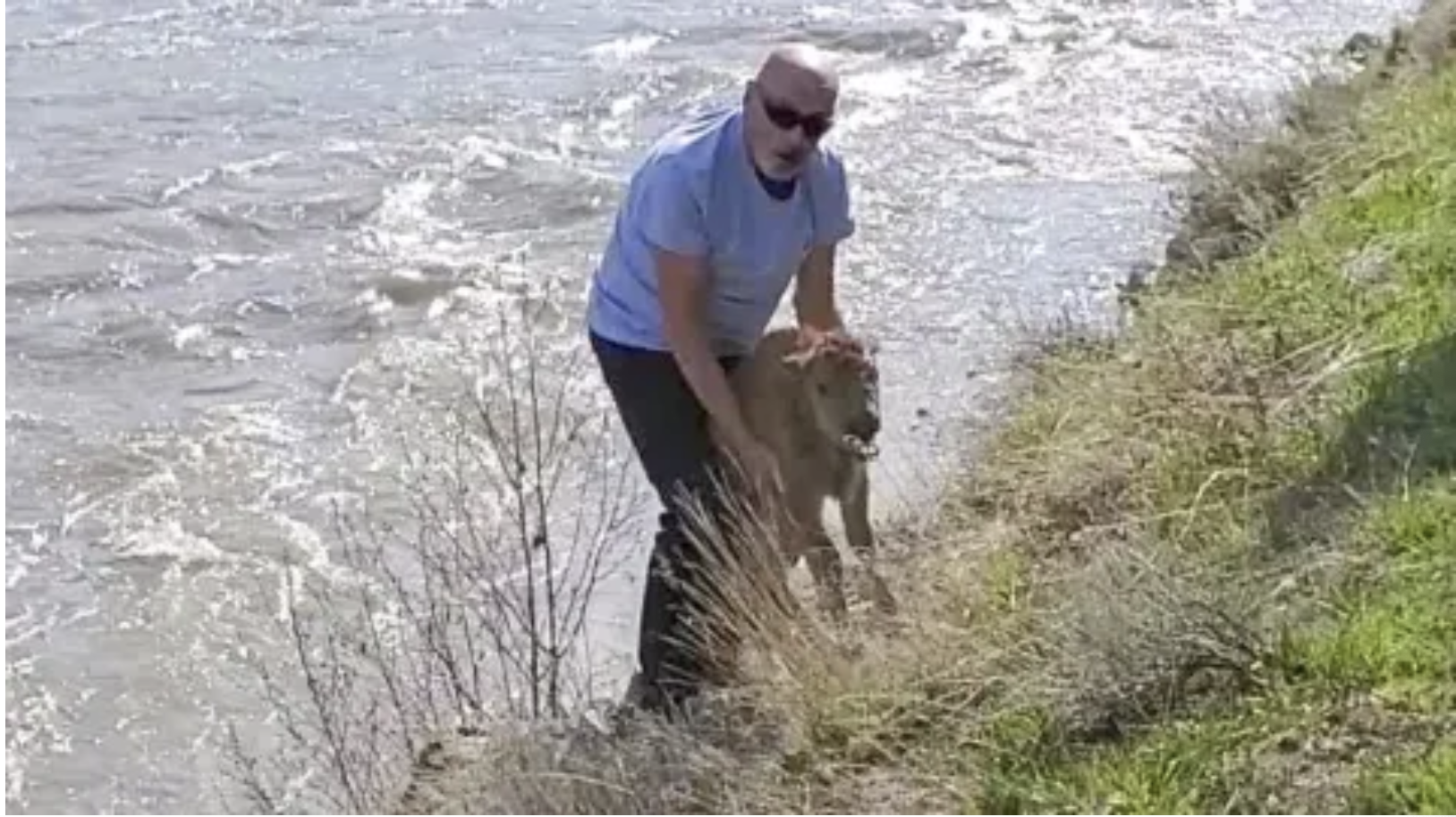 Man picks up bison calf