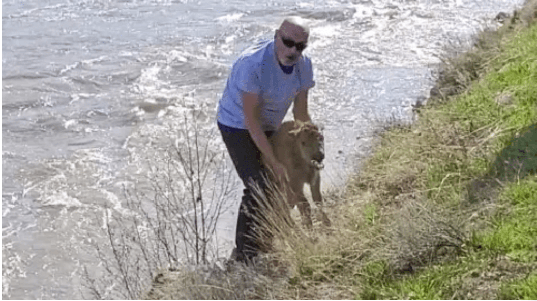 Man picks up bison calf