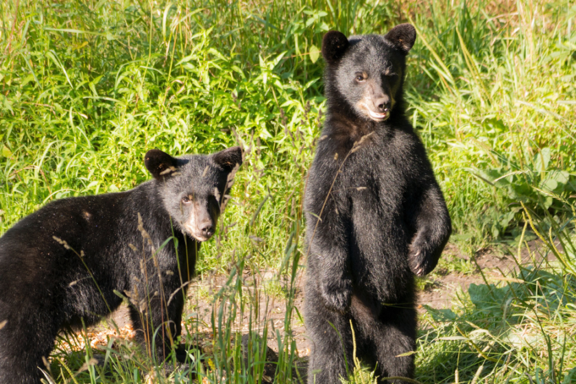 Two bear cubs