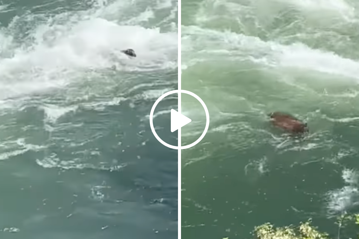 bear fights current during Yuba River Crossing