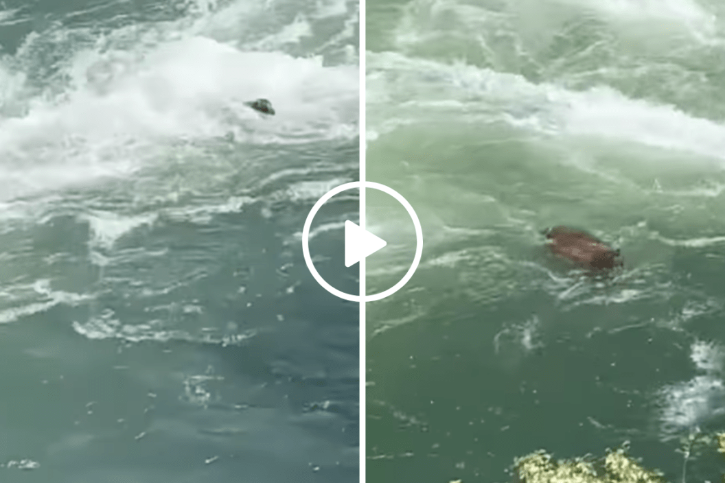 bear fights current during Yuba River Crossing