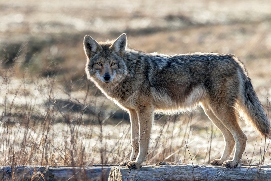 Coyote, Richmond, Britisah Columbia, Canada