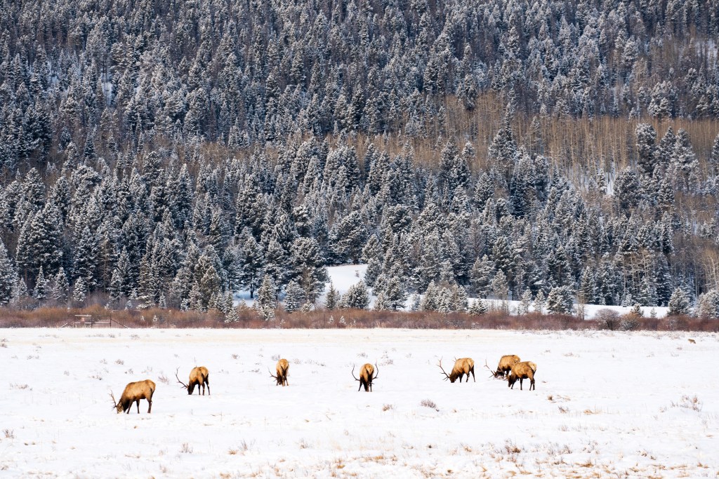 Bull elk in winter at Rocky Mountain National Park
