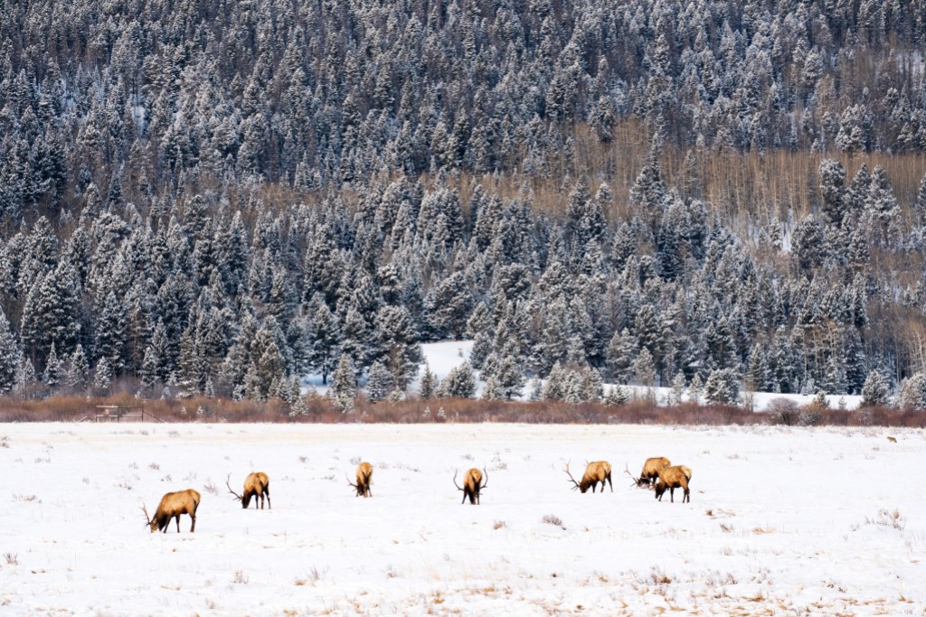 Bull elk in winter at Rocky Mountain National Park