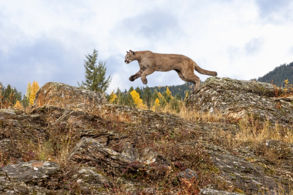 A captive Mountain Lion jumping between to large rocks. A game farm in Montana, with animals in natural autumn settings.