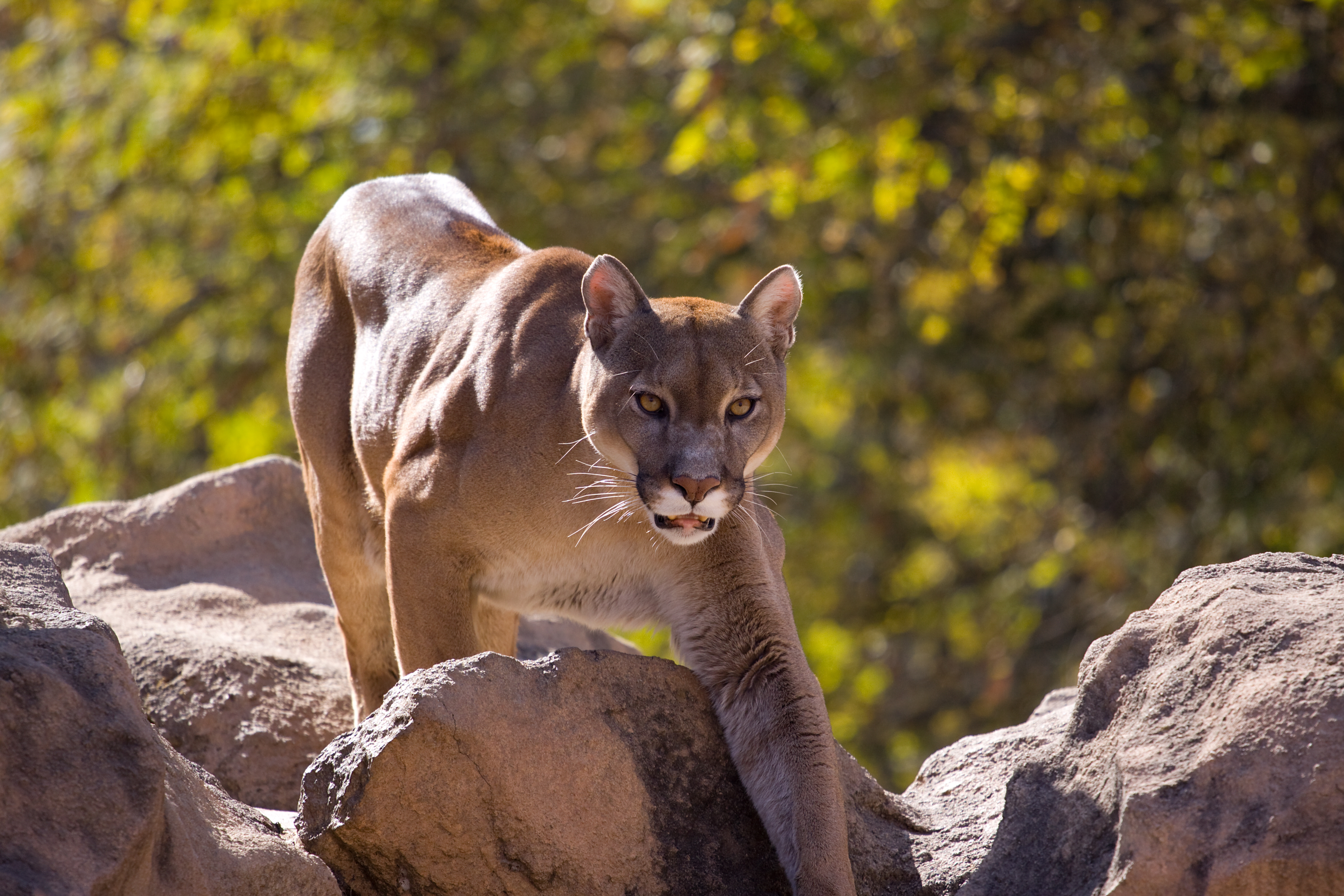 mountain lion stalking through the rocky mountains