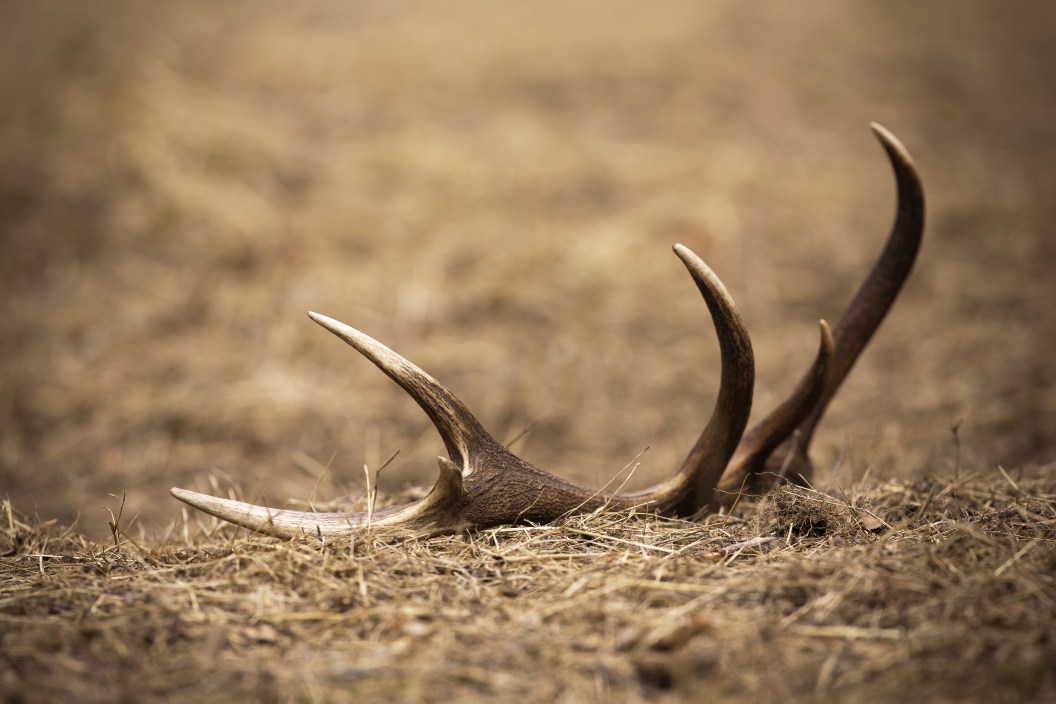Shed from red deer, cervus elaphus, stag lying on the ground in spring nature. Fallen antler from mammal down on the grass from low angle perspective with blurred background.