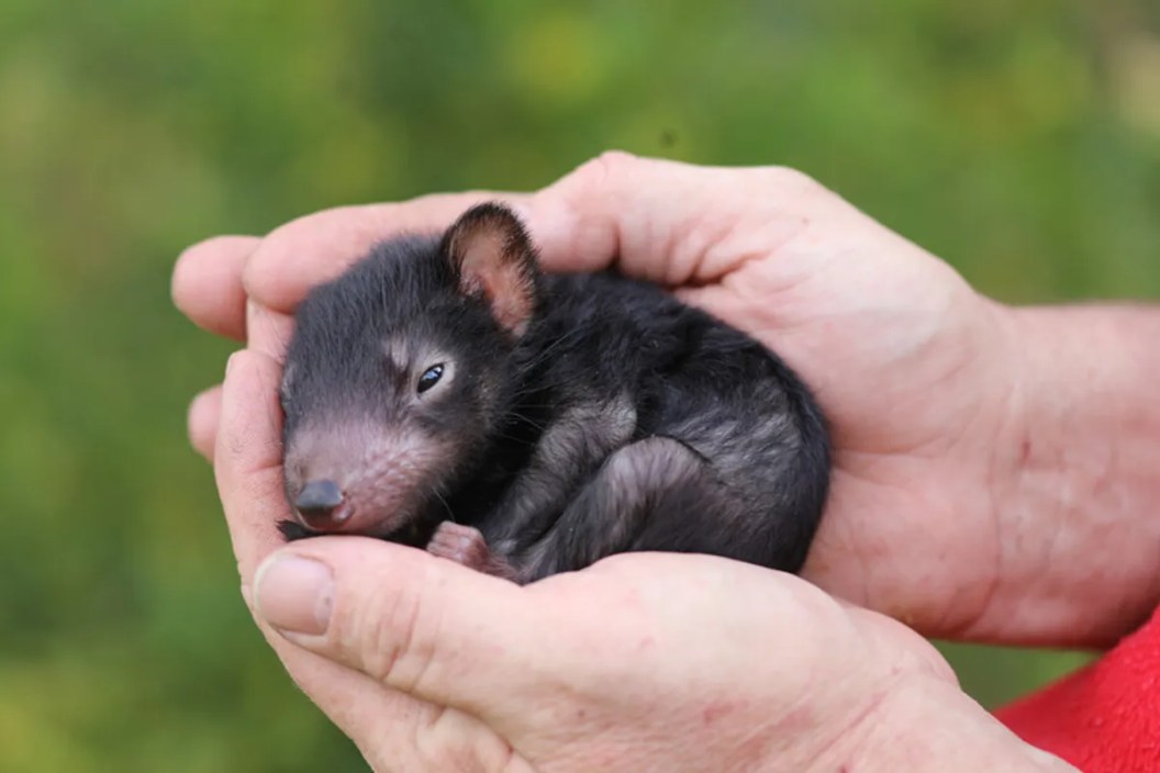 tasmanian devil joey in Australia