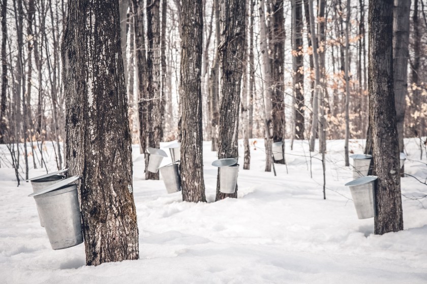 Maple syrup production in Quebec. Pails used to collect sap from maple trees in spring.
