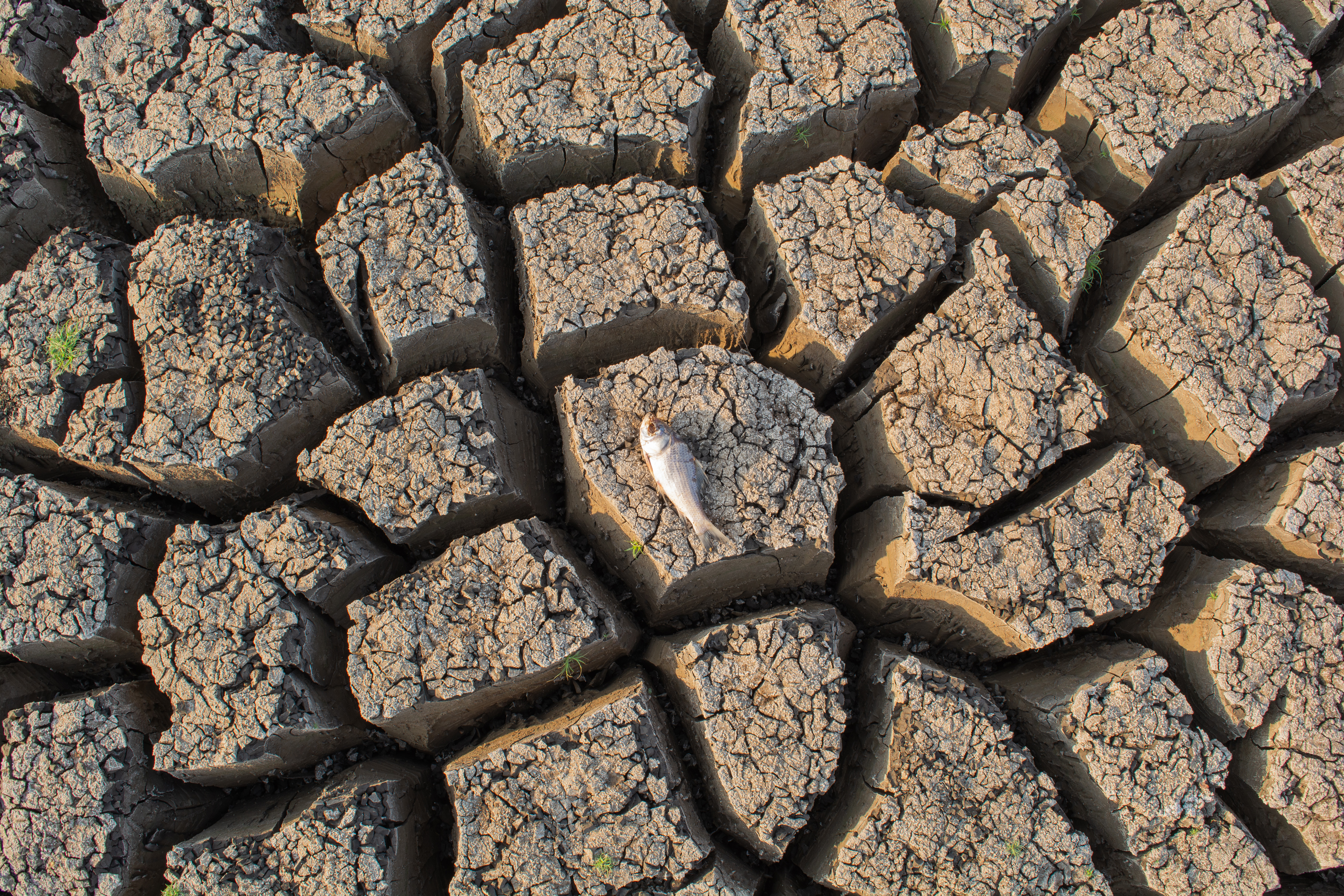 Dead Fish in a dried up empty reservoir or dam, as an example for California's river crisis