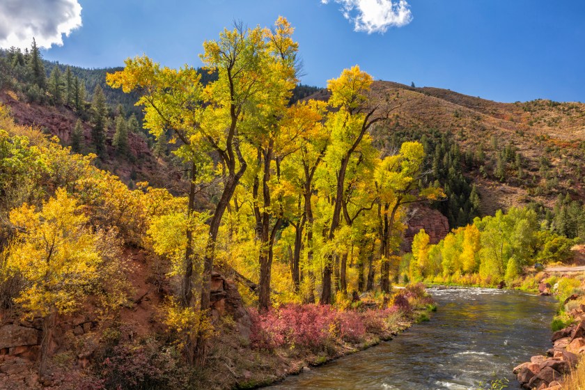 A row of coloraful backlit cottonwood trees lines the Fryingpan RIver in White River National Forest near Balaslt, Colorado. 
