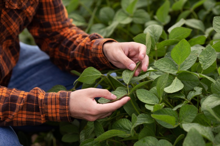 A farmer agronomist inspects and inspects the green soybean leaves growing in the field