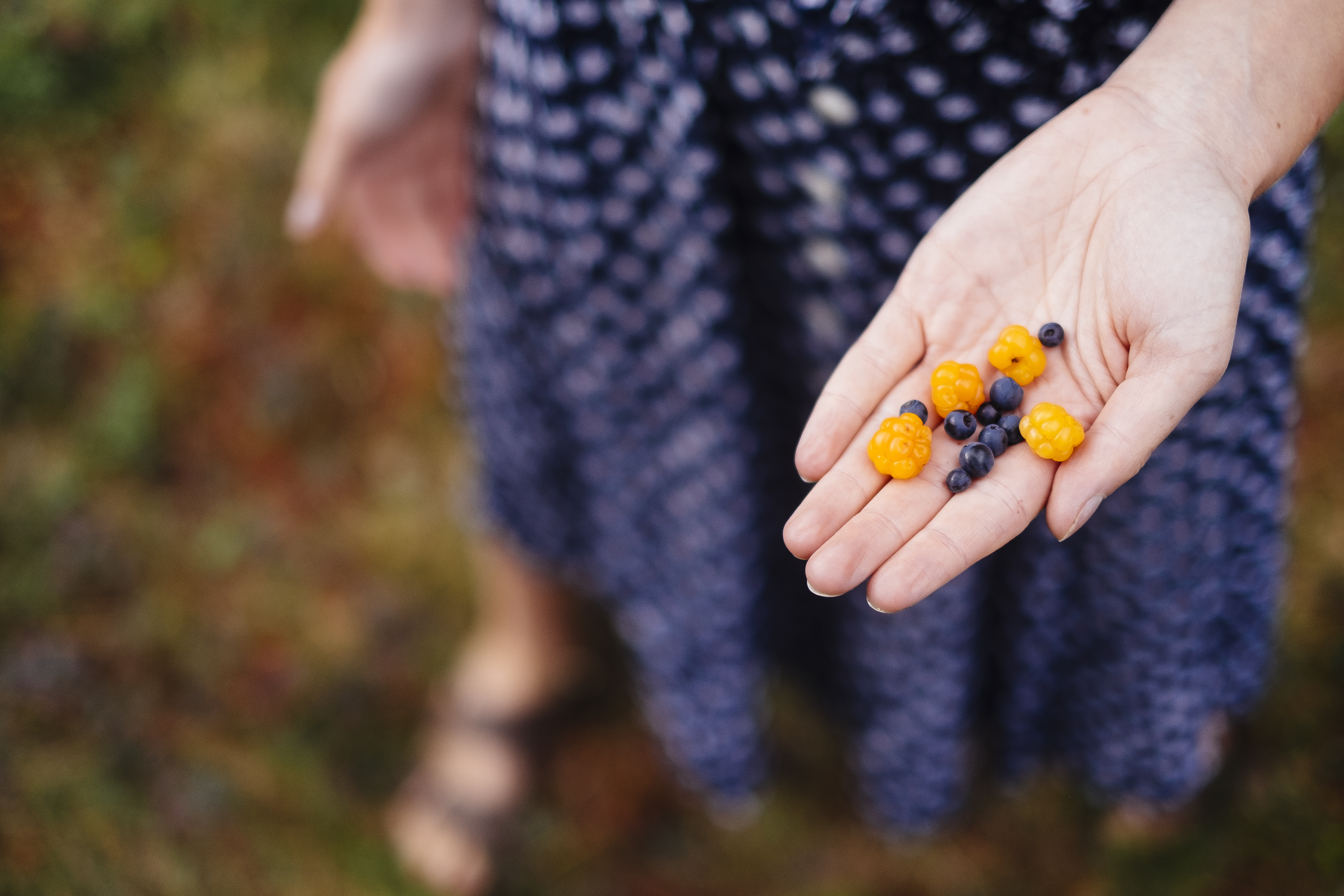 Girl holding cloudberries northern delicacy "molte" (Rubus chamaemorus) and bilberries (Vaccinium myrtillus). Freshly harvested in the forest of Trysil, Norway.