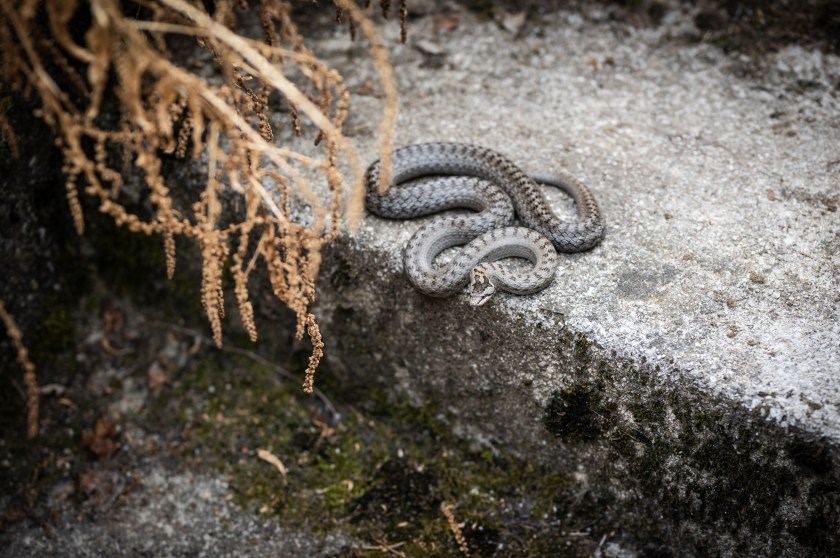 Watch Out Snake Watch Out: Snakes Are On the Move and More Likely to Bite in Hot Weather