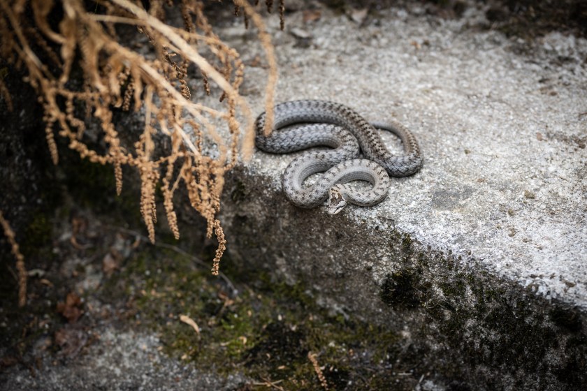 European Smooth snake hiding under bush on backyard stairs