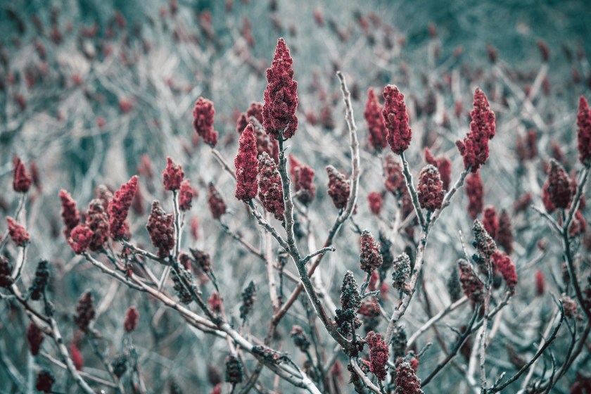 Rhus typhina, red blossom of sumac tree. Dense vegetation of the plant.