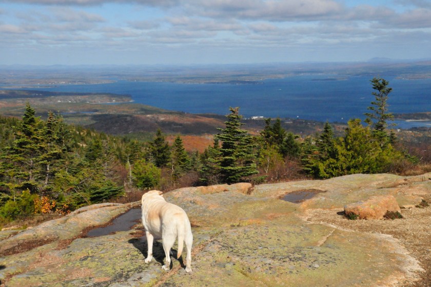 A dog in Acadia National Park
