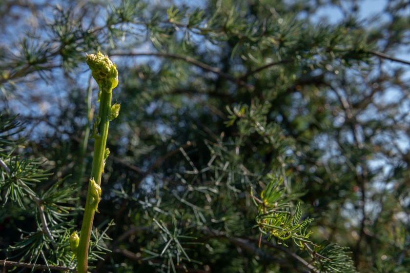 Close-up of a wild green asparagus, Asparagus officinalis, in the middle of the wild Mediterranean nature of the island of Mallorca, Spain 