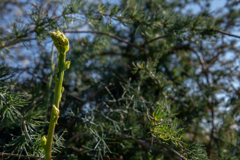 Close-up of a wild green asparagus, Asparagus officinalis, in the middle of the wild Mediterranean nature of the island of Mallorca, Spain